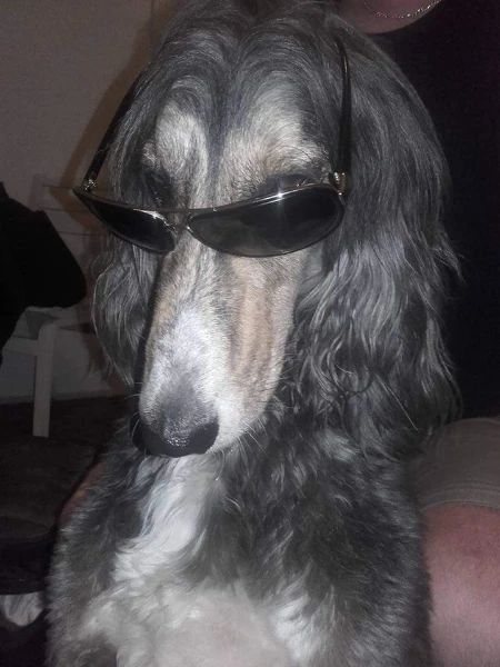 Gazdi visszajelzés alapján dolgozunk, minden kutya más – meghallgatjuk a gazdi kéréseit és ahhoz igazítjuk a szolgáltatást.