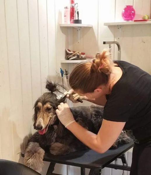 Nálunk minden kutyus egyedi bánásmódban részesül.