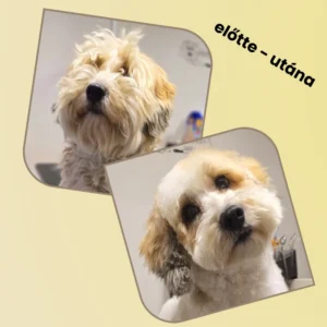 kutyakozmetikázás előtt és után