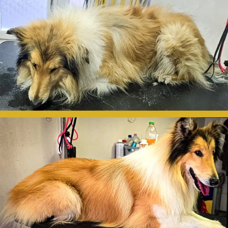 kutyakozmetikázás előtt és után