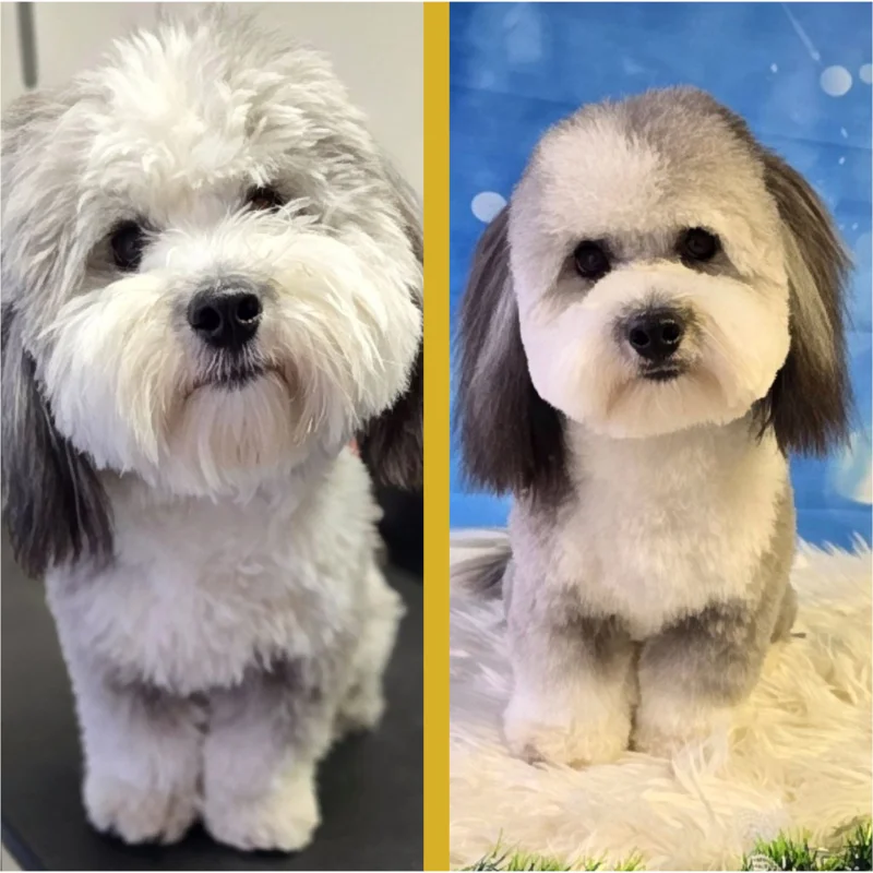 kutyakozmetikázás előtt és után