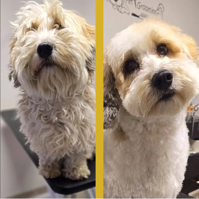 kutyakozmetikázás előtt és után