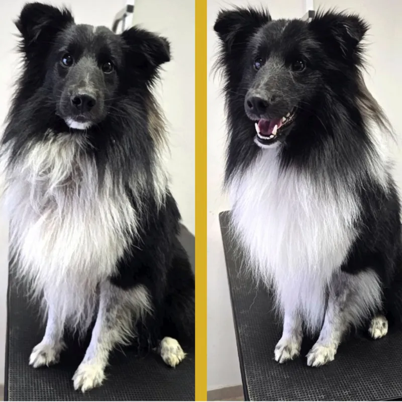 kutyakozmetikázás előtt és után