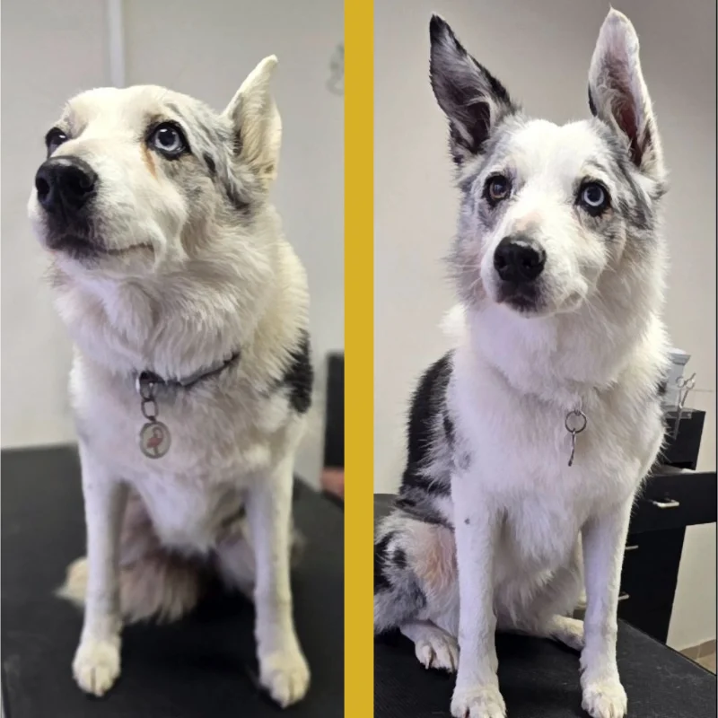 kutyakozmetikázás előtt és után