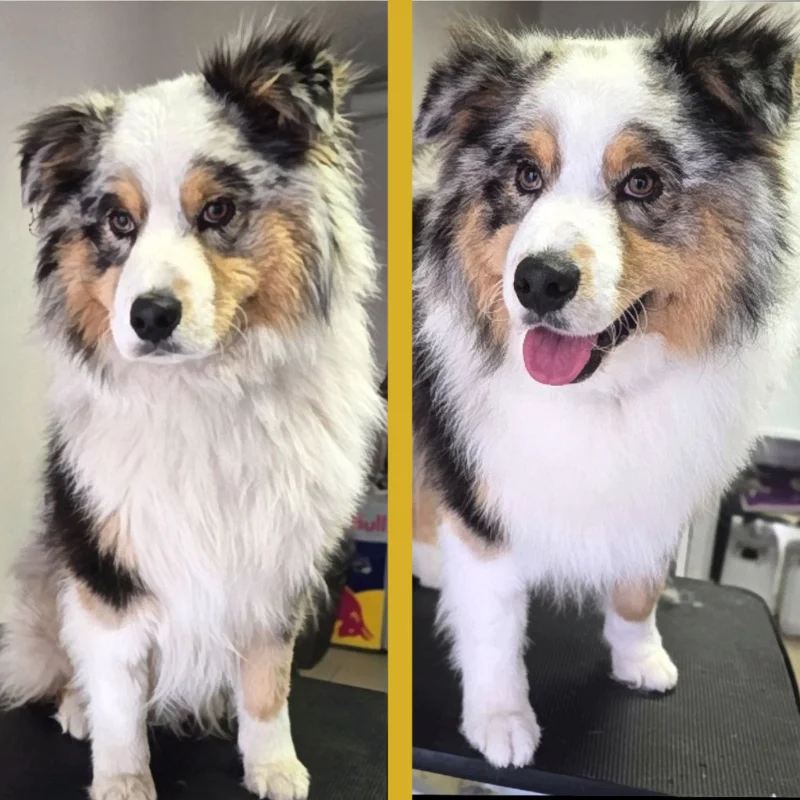 kutyakozmetikázás előtt és után