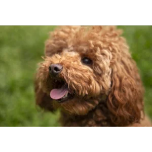 kiskedvenc árkategória képikon