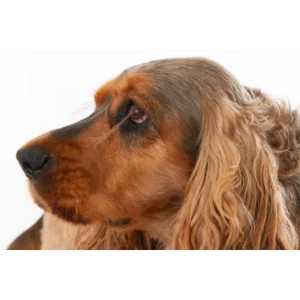 középbundás árkategória képikon