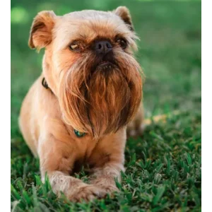 minicirkáló árkategória képikon