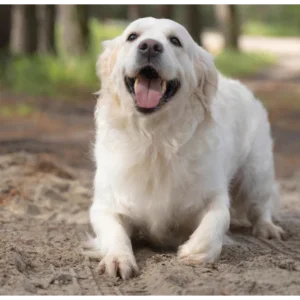 nagyszépség árkategória képikon