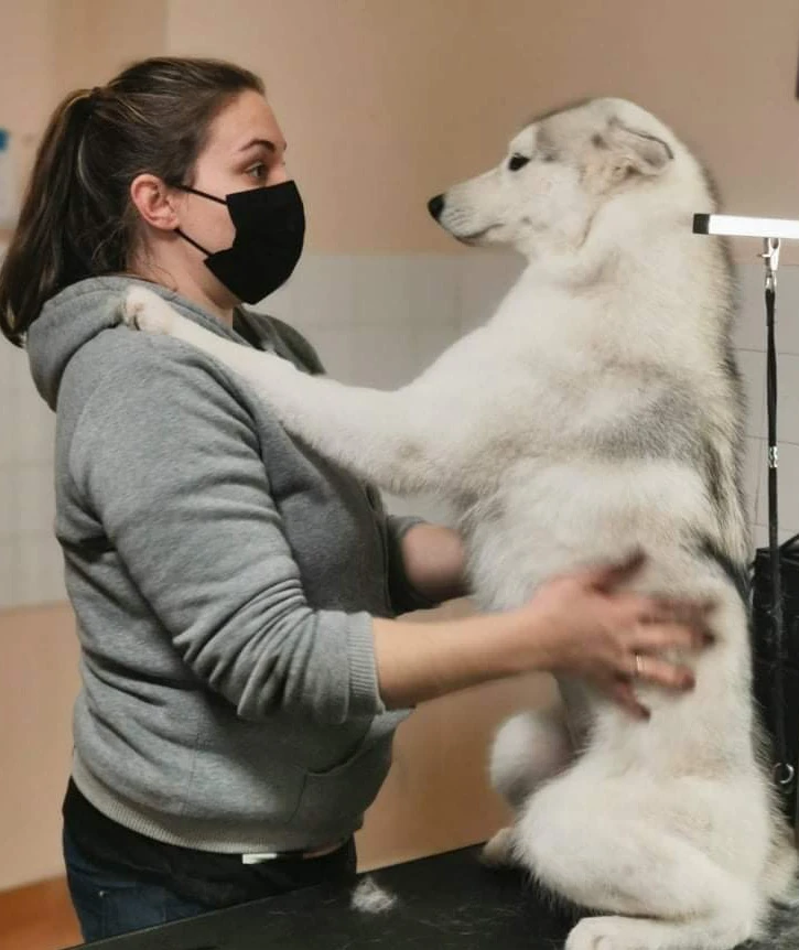 nyugodt kutya szakértő kezekben