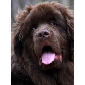 óriásmancs árkategória képikon