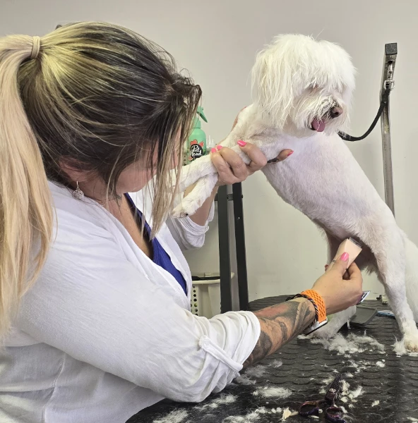 Tapasztalt szakértelem - évek óta boldog kutyák százai járnak hozzánk.