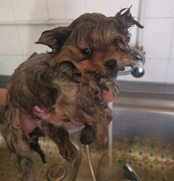 Szelíd bánásmód, félelemmentes kozmetikázás, rengeteg türelemmel.