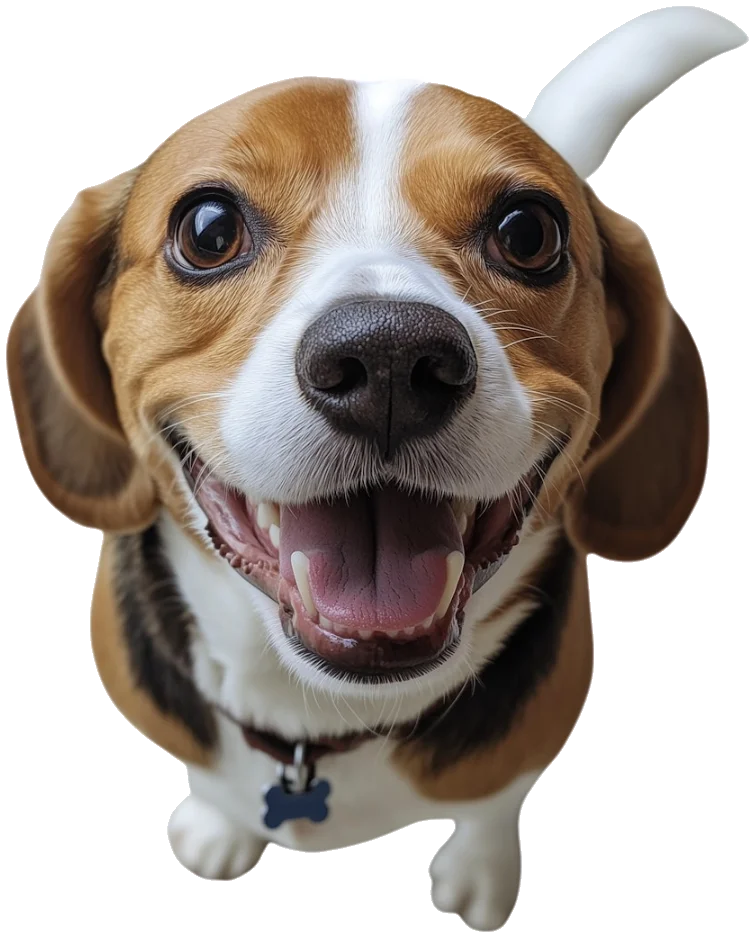 vigyorgó kutya felülnézetből